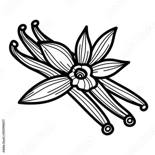 Vanilla Bean and Flower Illustration: Hand-Drawn Culinary Spice for Gourmet Recipes, Tropical Flavor, and Aromatherapy. Black and White Botanical Design for Food Blog, Herbal Medicine, Cosmetics, Arti