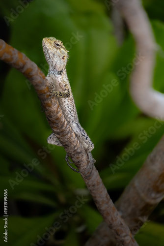 Fotografija lizard on a tree