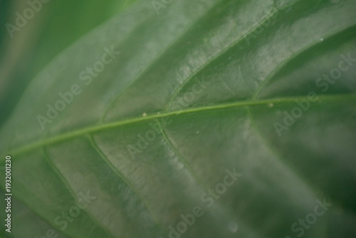 macro shot of wide green leaf and veins