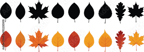 Set of autumn leaf vector illustrations and black silhouettes featuring maple, oak, and birch leaves in warm orange and red colors on white background