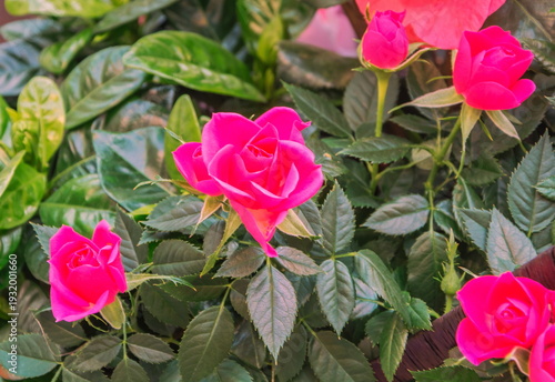 Small dark pink rosebuds