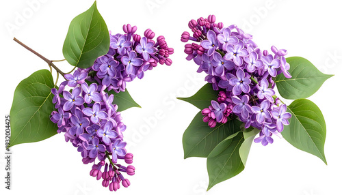 A sprig of vibrant purple lilacs with green leaves on a transparent background