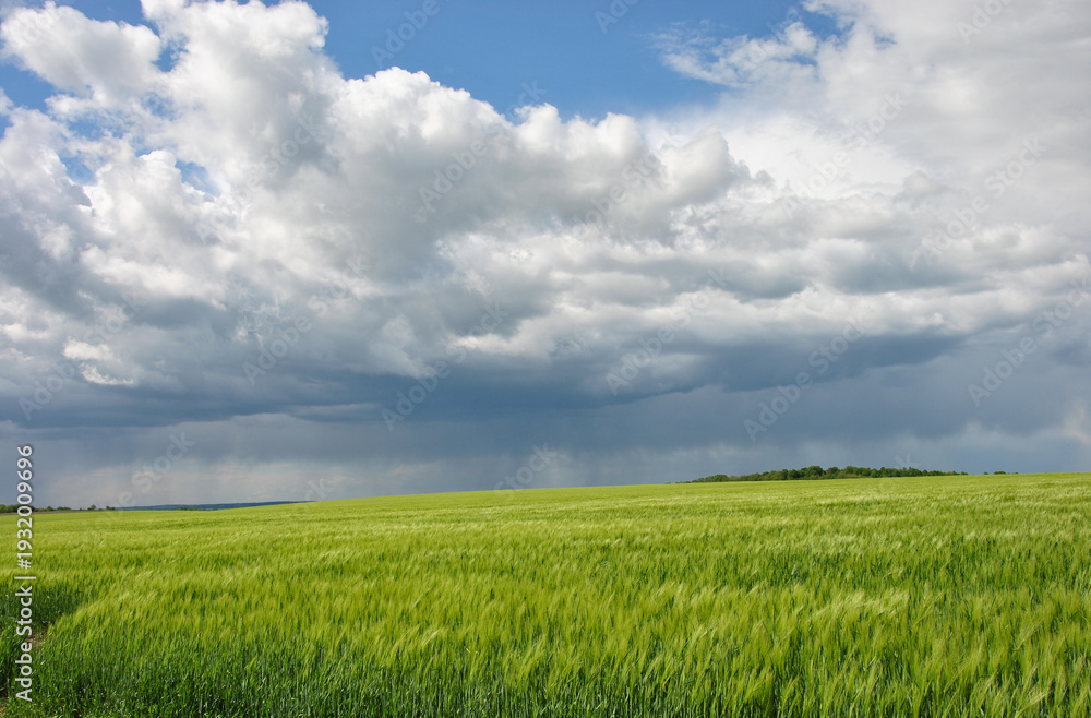 Fototapeta premium Dramatic storm clouds over lush green wheat field at twilight.