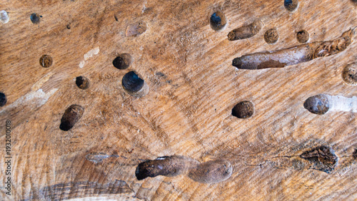 Foto A detailed macro view of a weathered wood surface featuring numerous boreholes and tunnels created by wood boring insect larvae