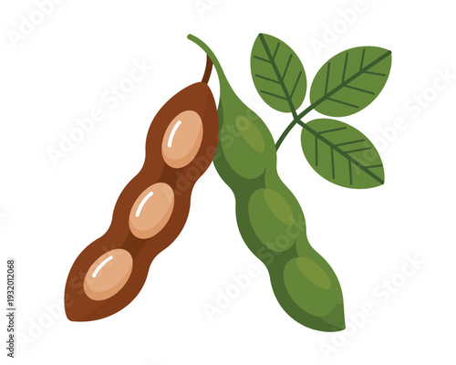 An illustration of a brown soybean pod and a green soybean pod with leaves on a white background