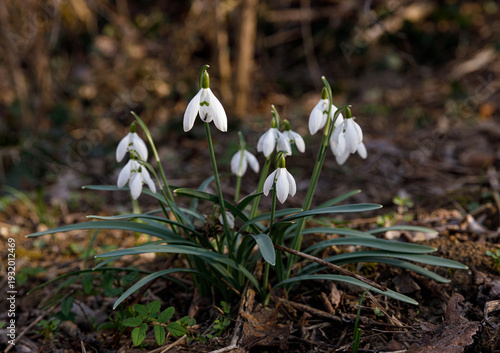 Early Spring Snowdrops Growing in Forest
