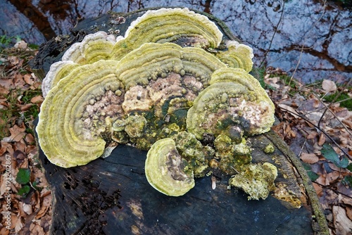 Rustic tree stump adorned with vibrant green and yellow bracket fungi, Trametes gibbosa showcasing nature's decay and growth