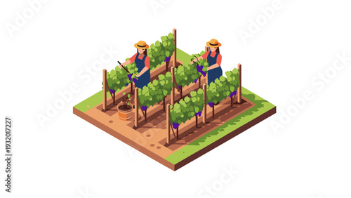 Isometric vineyard farming scene with farmers pruning grape vines