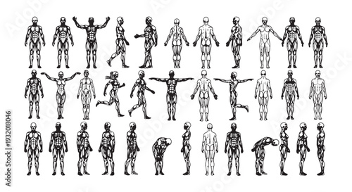 Male Anatomy Muscle Figure Drawing Set, Front Back Side Views Poses Line Art Human Body Vector Collection
