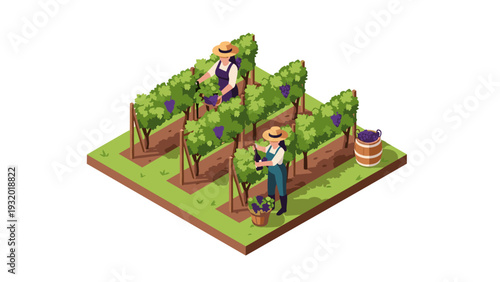 Isometric vineyard scene with farmers harvesting grapes in lush green rows