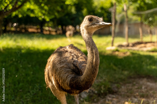 Tableau sur toile close up ostrich, ostrich in the zoo