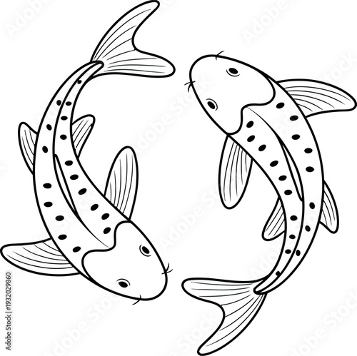 Two spotted koi fish swim in a circle to form a natural yin and yang shape.