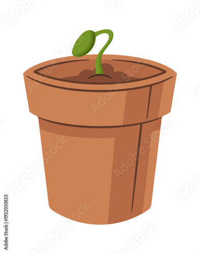 Growing potted sunflower plant seedling