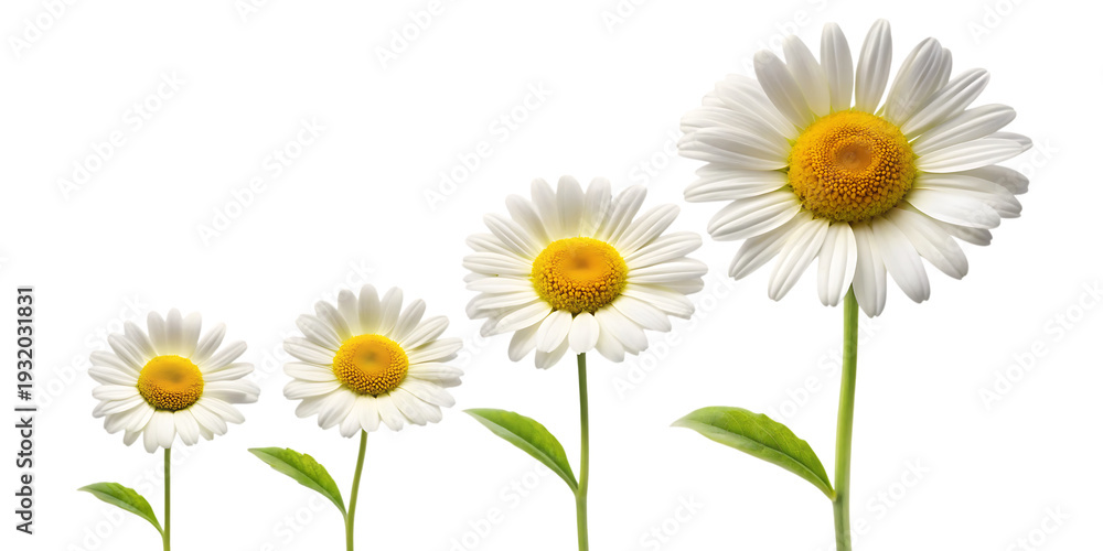 Fototapeta premium growing blooming daisy isolated on white background png, ai generated
