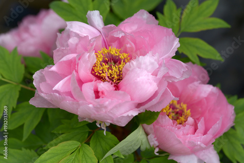 阿蘇の司　ボタン