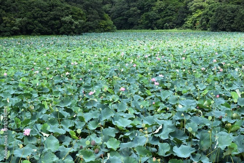 ハス畑 ハス沼 ハスの花