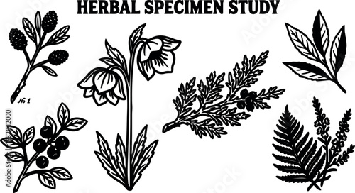 Vintage botanical line art herb specimen study showing labeled sprigs berries fern bellflower ink silhouettes on white plate detailed monochrome