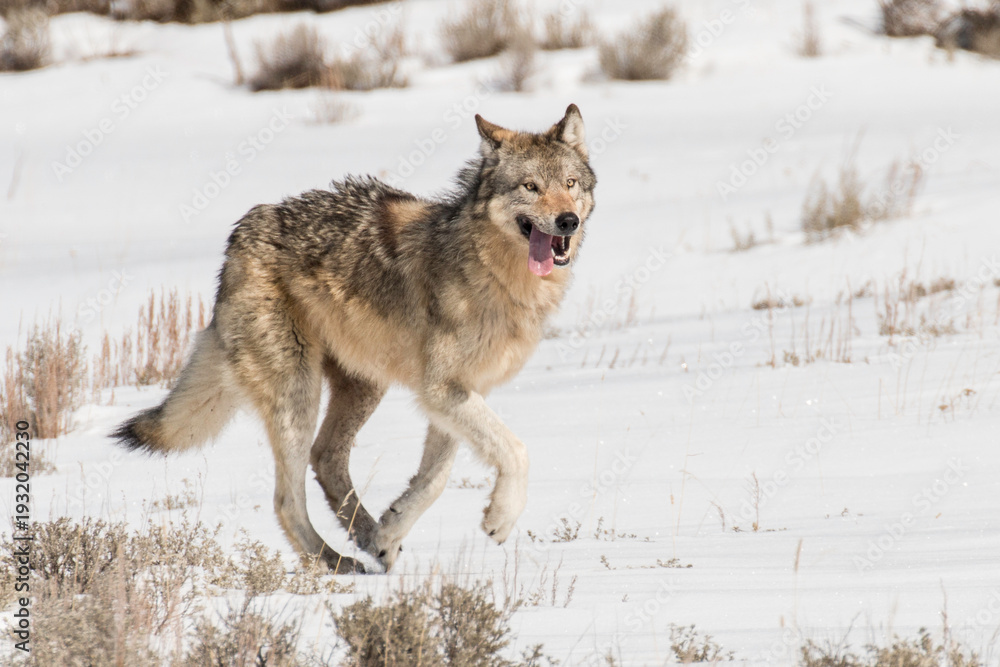 Fototapeta premium Shrimp Lake Pack wolf
