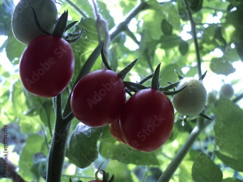 red cherry tomatoes