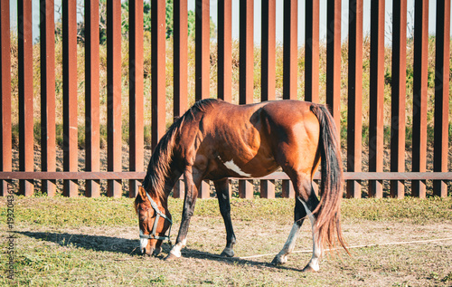 horse tied to the border wall