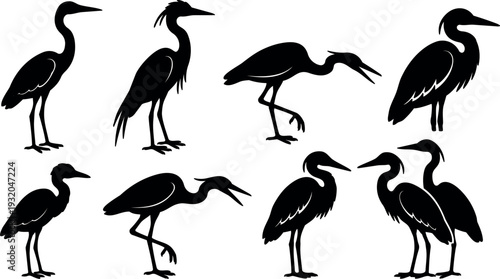 Minimalist vector heron silhouettes in various poses close up standing walking preening side view low angle set on white background