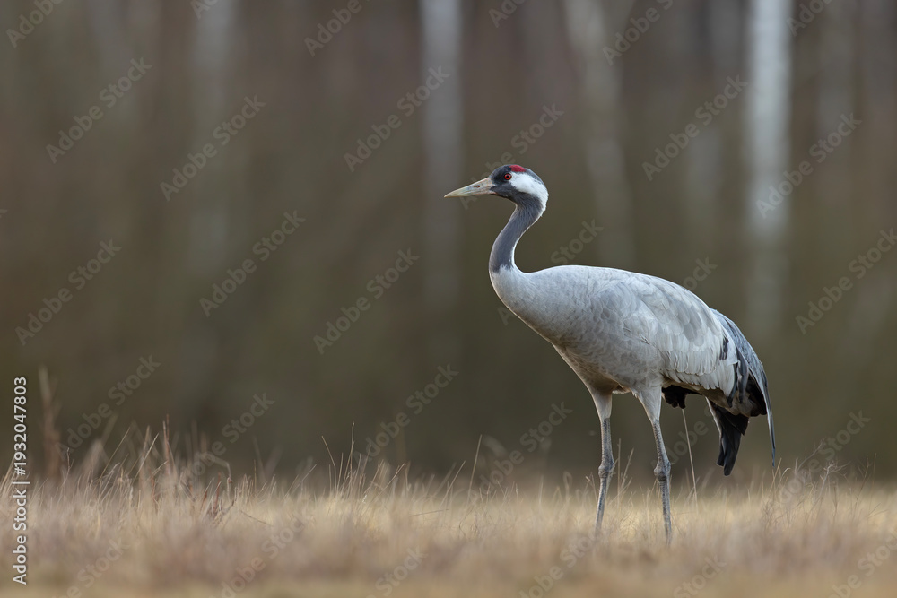 Fototapeta premium Żuraw (Grus grus)