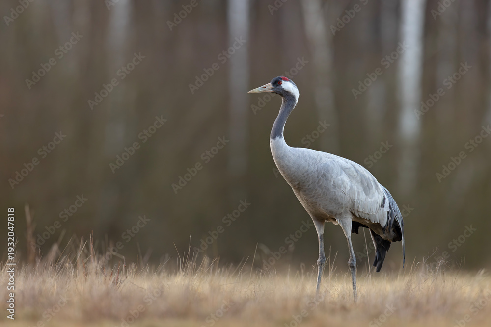 Fototapeta premium Żuraw (Grus grus)