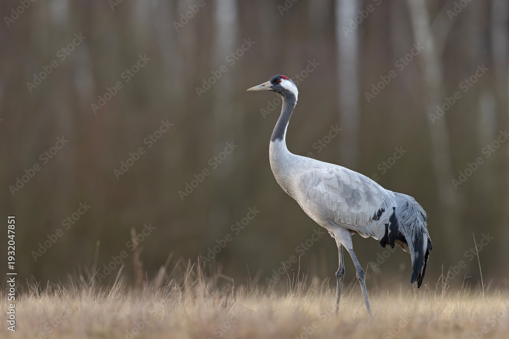 Fototapeta premium Żuraw (Grus grus)
