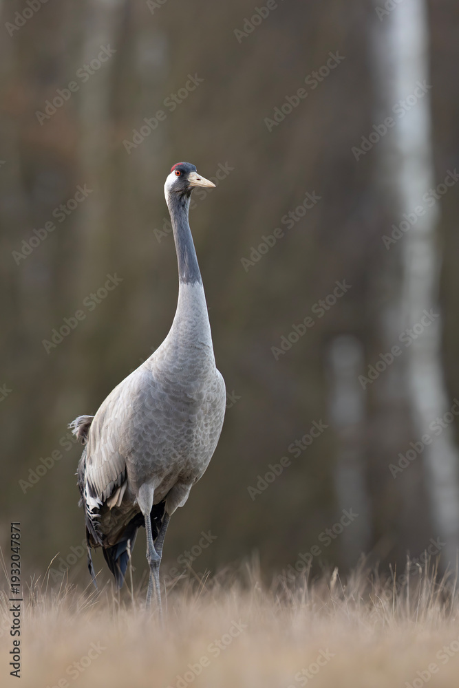 Fototapeta premium Żuraw (Grus grus)