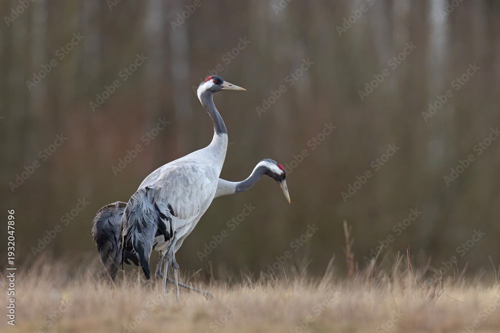 Obraz premium Żuraw (Grus grus)