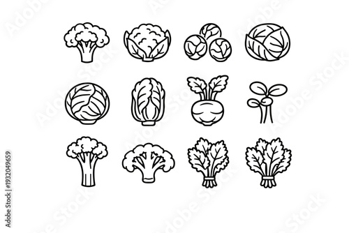 Cruciferous Vegetables. Line icon set of Cruciferous Vegetables: broccoli floret, cauliflower head, brussels sprouts, cabbage head, red cabbage, napa cabbage,