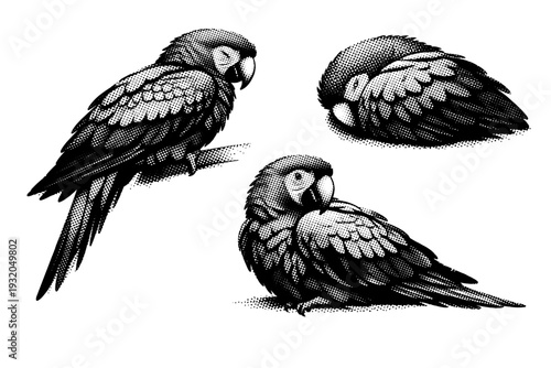 Scarlet macaw resting pose, one scarlet macaw illustrated in three views including resting side view, tucked resting view, and relaxed three-quarter angle with