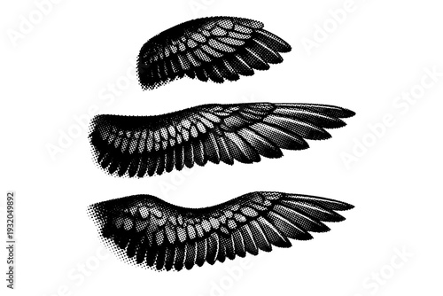 Atlantic puffin wing A single Atlantic puffin wing with short stiff flight feathers and compact structure, shown in three positions to demonstrate feather