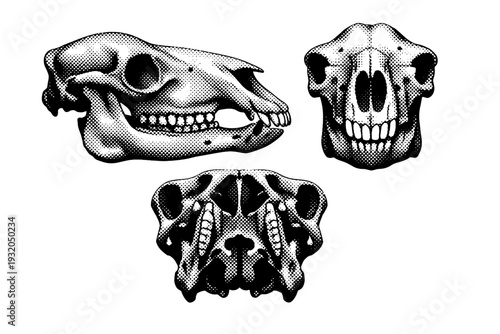 Bactrian camel skull A realistic Bactrian camel skull displayed as a single object from three anatomical viewpoints with accurate proportions. Black and white