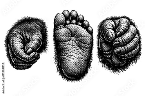 Orangutan foot. A realistic orangutan foot shown as the same object in three different views emphasizing opposable toes, sole structure, and gripping anatomy