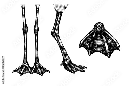 Greater flamingo legs and feet A realistic greater flamingo legs and webbed feet shown in three views: front view, side profile, and bottom view, focusing on