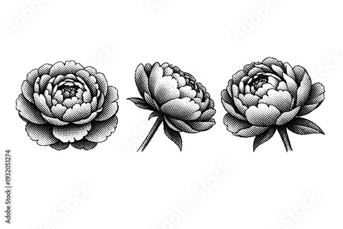 Floral peony blossom pattern, a single peony flower pattern object depicted in front view, angled side view, and three-quarter perspective view as an object