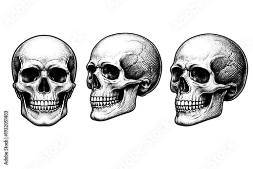 Human skull presented as a single anatomical object shown in front view, side profile, and three-quarter perspective with realistic proportions and detailed