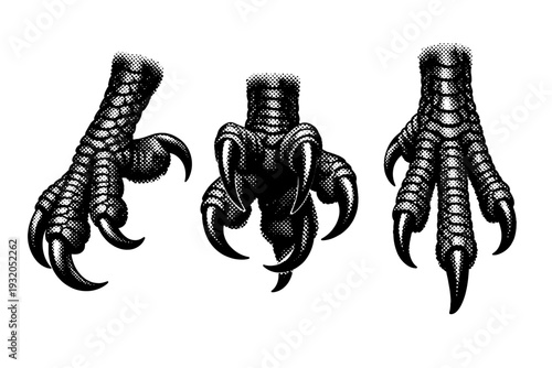 Common raven foot A common raven foot with scaled skin texture, curved talons, and accurate joint structure, shown in three orientations to highlight grip and