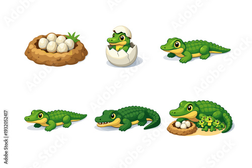 CrocodileLifeCycle. Isometric flat vector icons set of CrocodileLifeCycle: crocodile egg nest, hatching crocodile, baby crocodile, juvenile crocodile, adult