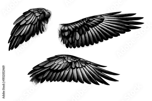 Common raven wing A single common raven wing with layered flight feathers and structural joints, shown in three positions to demonstrate feather arrangement