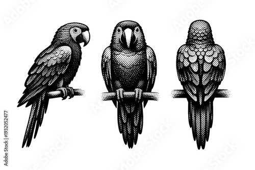Scarlet macaw standing anatomy, a single scarlet macaw shown in three views including side view, front view, and rear view with realistic body proportions and