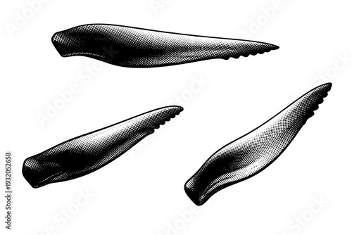 Blue whale pectoral fin. A detailed blue whale pectoral fin shown as the same object in three different angles focusing on elongated shape, taper, and subtle