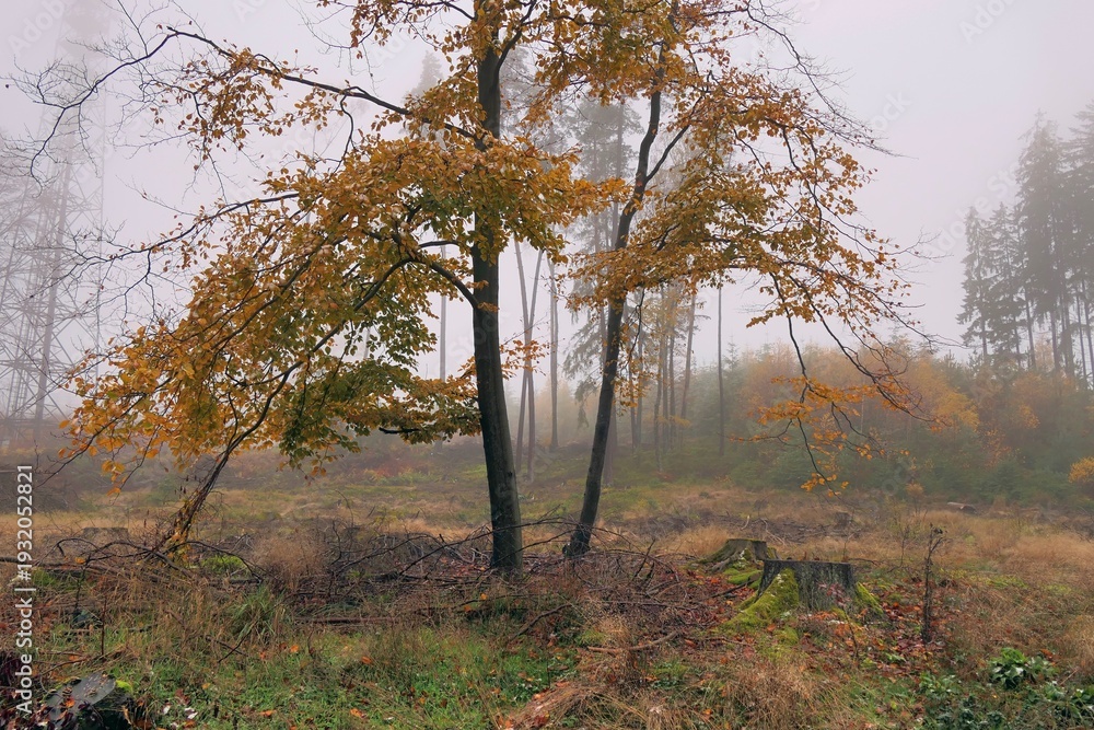 Fototapeta premium Buche im Herbst, neblig
