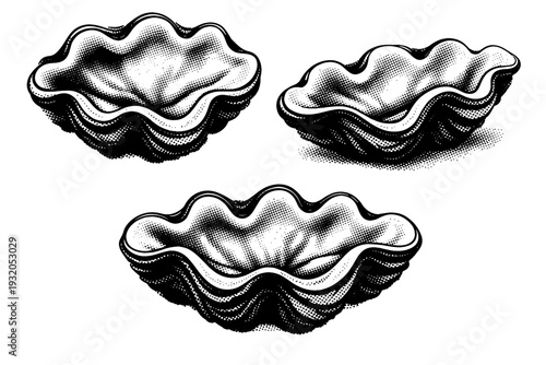 Giant clam shell interior A realistic giant clam shell interior with broad curved surfaces and thick margins, shown as the same interior in three different