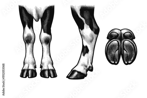 Holstein cow legs and hooves A realistic Holstein cow legs and hooves shown in three views: front leg view, side profile, and bottom hoof view, focusing on