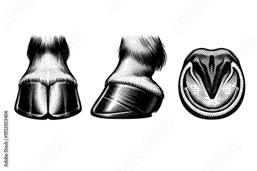 Arabian horse hoof. A detailed Arabian horse hoof represented as the same object in three different views showing front, side, and underside perspectives