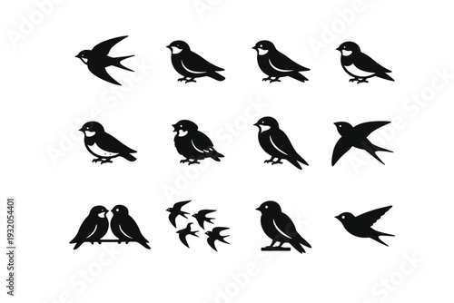 Swallow. Solid icon set of Swallow: barn swallow, cliff swallow, tree swallow, house martin, sand martin, bank swallow, juvenile swallow, adult swallow,
