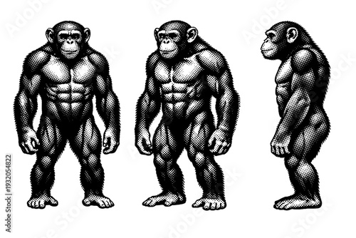 Chimpanzee ? chimpanzee torso and legs presented in front view, three-quarter angle, and side profile focusing on muscle definition and weight distribution.