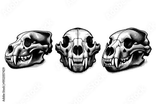 Brown bear skull with heavy jaw and pronounced brow ridge presented in side profile, frontal view, and three-quarter view with accurate bone structure. Black